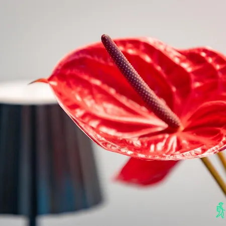 Holiday home Dom W Starkowie, Sauna I Balia Starkow (Klodzko)