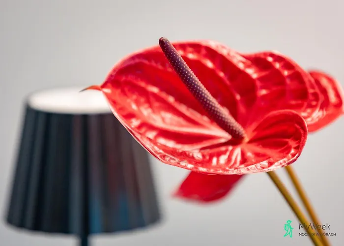 Vakantiehuis Dom W Starkowie, Sauna I Balia Starkow (Klodzko)